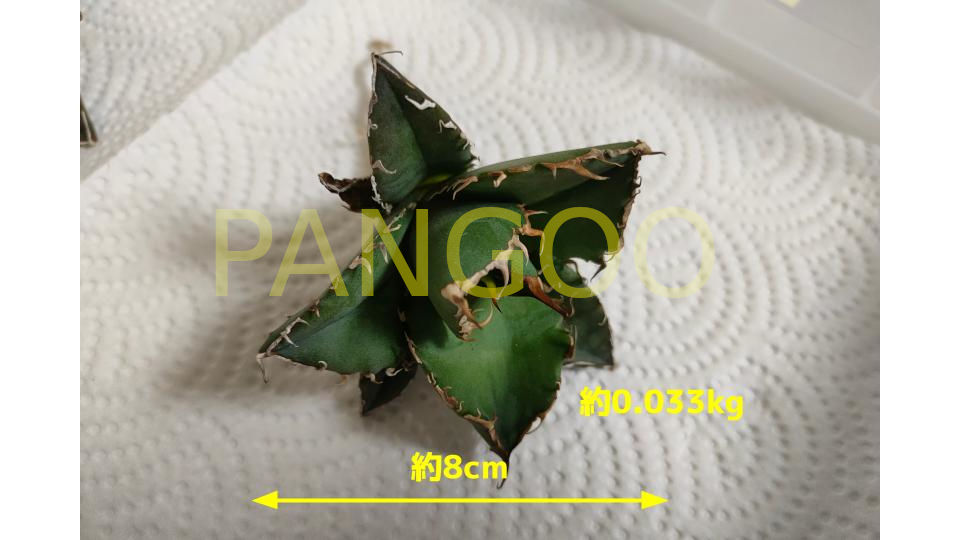 33g / AGAVE TITANOTA